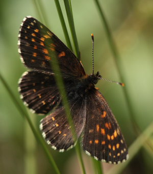 Mørk pletvinge, Melitaea diamina han. Lyngsjö, Everöd. Skåne, Sverige. d. 21 juni 2009. Fotograf: Lars Andersen