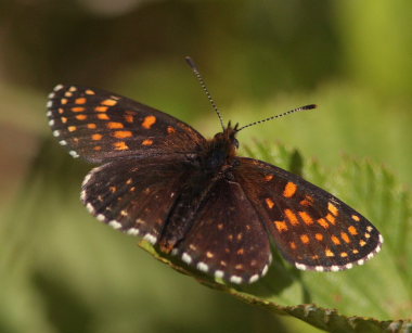 Mørk pletvinge, Melitaea diamina han. Lyngsjö, Everöd. Skåne, Sverige. d. 21 juni 2009. Fotograf: Lars Andersen