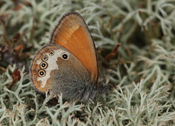 Perlemorrandøje, Coenonympha arcania. Svalemåla, Blekinge, Sverige d. 6 Juli 2009. Fotograf: Lars Andersen
