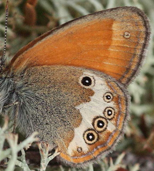 Perlemorrandje, Coenonympha arcania. Svalemla, Blekinge, Sverige d. 6 Juli 2009. Fotograf: Lars Andersen