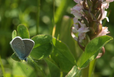 Engblfugl, Cyaniris semiargus. Stigskra, Lund, Skne. d.  22 juni 2009. Fotograf: Lars Andersen