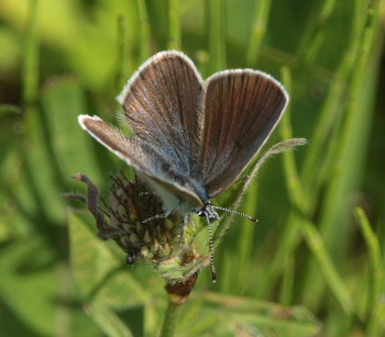 Engblfugl, Cyaniris semiargus hun form.: pseudoquercus. Stigskra, Lund, Skne. d.  22 juni 2009. Fotograf: Lars Andersen