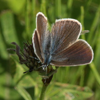 Engblfugl, Cyaniris semiargus hun form.: pseudoquercus. Stigskra, Lund, Skne. d.  22 juni 2009. Fotograf: Lars Andersen