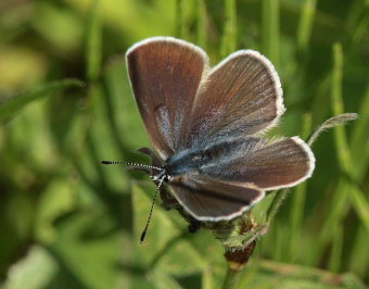 Engblfugl, Cyaniris semiargus hun. Stigskra, Lund, Skne. d.  22 juni 2009. Fotograf: Lars Andersen