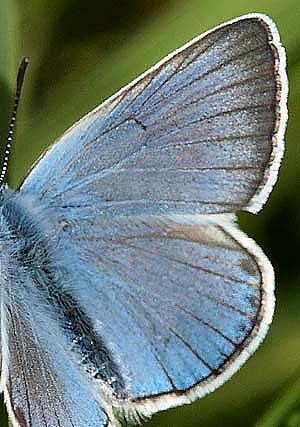 Isblåfugl, Polyommatus amandus han. Stigsåkra, Skåne. d. 28 juni 2009. Fotograf: Lars Andersen