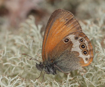 Perlemorrandje, Coenonympha arcania. Svalemla, Blekinge, Sverige d. 6 Juli 2009. Fotograf: Lars Andersen