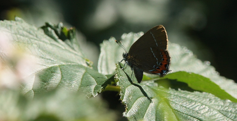 Slensommerfugl / Busksnabbvinge, Satyrium pruni hun. varps flad, fuktngen, Skne, Sverige d. 28 Juni 2009. Fotograf: Lars Andersen