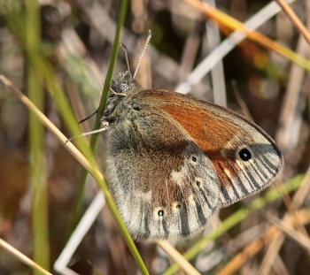 Moserandje, Coenonympha tullia. Tranerdmossen, Sdersen, Skne, Sverige d. 28 juni 2009. Fotograf: Lars Andersen