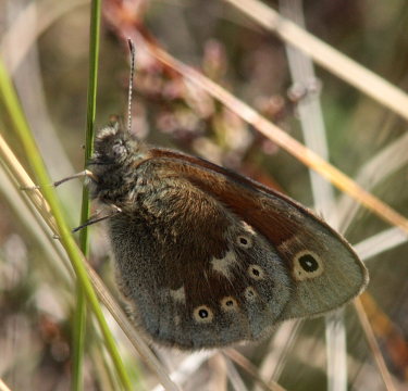 Moserandje, Coenonympha tullia. Tranerdmossen, Sdersen, Skne, Sverige d. 28 juni 2009. Fotograf: Lars Andersen