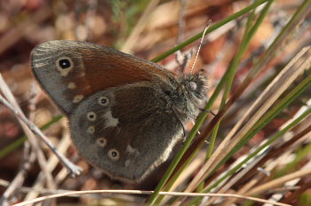 Moserandje, Coenonympha tullia. Tranerdmossen, Sdersen, Skne, Sverige d. 28 juni 2009. Fotograf: Lars Andersen