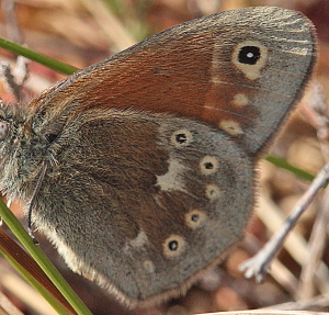 Moserandje, Coenonympha tullia. Tranerdmossen, Sdersen, Skne, Sverige d. 28 juni 2009. Fotograf: Lars Andersen