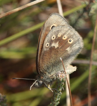 Moserandje, Coenonympha tullia. Tranerdmossen, Sdersen, Skne, Sverige d. 28 juni 2009. Fotograf: Lars Andersen