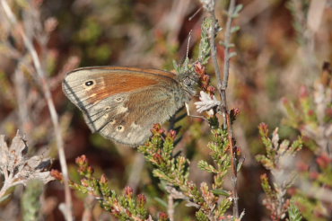 Moserandje, Coenonympha tullia. Tranerdmossen, Sdersen, Skne, Sverige d. 28 juni 2009. Fotograf: Lars Andersen