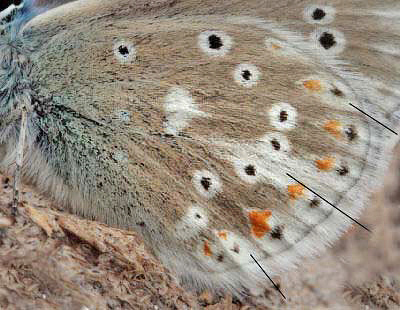 Hvidrandet Blåfugl, Polyommatus dorylas han. Skarpa Alby, Alvaret, Öland, Sverige d. 21 July 2009. Fotograf: Sif Larsen