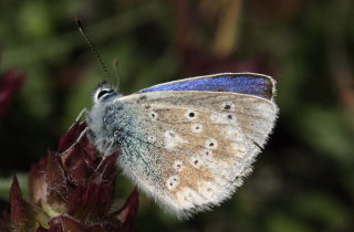 Hvidrandet blfugl, Polyommatus dorylas han. Skarpa Alby, Alvaret, land, Sverige d. 21 Juli 2009. Fotograf: Lars Andersen