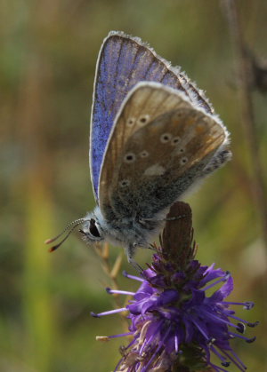 Hvidrandet blfugl, Polyommatus dorylas. Skarpa Alby, Alvaret, land, Sverige d. 21 Juli 2009. Fotograf: Lars Andersen