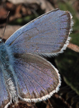 Argusblåfugl, Plebejus argus slidt han som er svær at kende fra idas han, det er sømbåndet på bagvinge der afslører den. Skarpa Alby, Alvaret, Öland, Sverige d. 22 Juli 2009. Fotograf: Lars Andersen