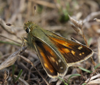 Kommabredpande, Hesperia comma. Mittlandsskogen, land, Sverige d. 22 Juli 2009. Fotograf: Lars Andersen