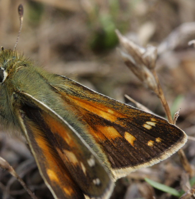 Kommabredpande, Hesperia comma. Mittlandsskogen, land, Sverige d. 22 Juli 2009. Fotograf: Lars Andersen