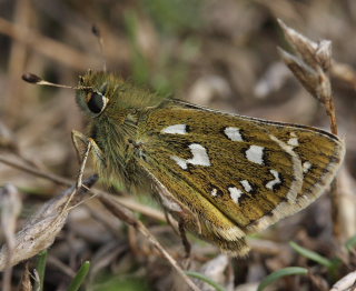 Kommabredpande, Hesperia comma. Mittlandsskogen, Öland, Sverige d. 22 Juli 2009. Fotograf: Lars Andersen