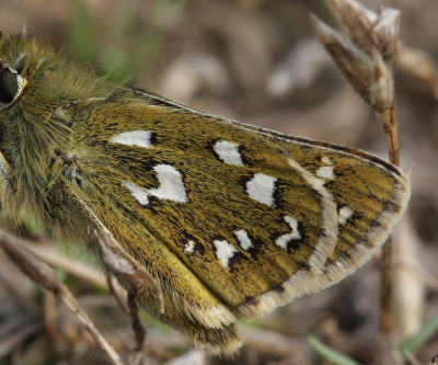 Kommabredpande, Hesperia comma. Mittlandsskogen, Öland, Sverige d. 22 Juli 2009. Fotograf: Lars Andersen