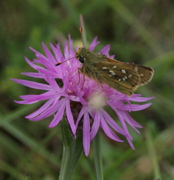 Kommabredpande, Hesperia comma. Mittlandsskogen, Öland, Sverige d. 22 Juli 2009. Fotograf: Lars Andersen