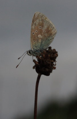 Hvidrandet blfugl, Polyommatus dorylas. Skarpa Alby, Alvaret, land, Sverige d. 24 Juli 2009. Fotograf: Lars Andersen