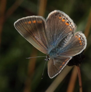 Almindelig blfugl, Polyommatus icarus.. Skarpa Alby, Alvaret, land, Sverige d. 24 Juli 2009. Fotograf: Lars Andersen