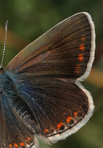 Almindelig blåfugl, Polyommatus icarus.. Skarpa Alby, Alvaret, Öland, Sverige d. 24 Juli 2009. Fotograf: Lars Andersen