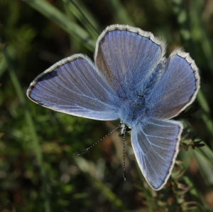 Almindelig blåfugl, Polyommatus icarus.. Skarpa Alby, Alvaret, Öland, Sverige d. 24 Juli 2009. Fotograf: Lars Andersen