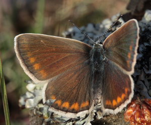 Hvidrandet blfugl, Polyommatus dorylas hun. Skarpa Alby, Alvaret, land, Sverige d. 24 Juli 2009. Fotograf: Lars Andersen