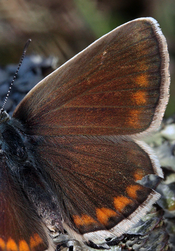 Hvidrandet blåfugl, Polyommatus dorylas hun. Skarpa Alby, Alvaret, Öland, Sverige d. 24 Juli 2009. Fotograf: Lars Andersen
