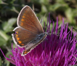 Hvidrandet blfugl, Polyommatus dorylas hun. Skarpa Alby, Alvaret, land, Sverige d. 24 Juli 2009. Fotograf: Lars Andersen