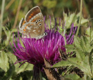 Hvidrandet blfugl, Polyommatus dorylas hun. Skarpa Alby, Alvaret, land, Sverige d. 24 Juli 2009. Fotograf: Lars Andersen