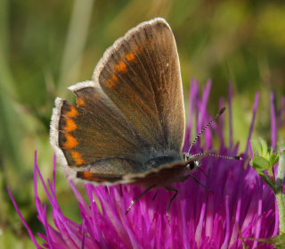 Hvidrandet blfugl, Polyommatus dorylas hun. Skarpa Alby, Alvaret, land, Sverige d. 24 Juli 2009. Fotograf: Lars Andersen