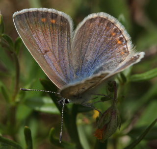 Almindelig blfugl, Polyommatus icarus.. Skarpa Alby, Alvaret, land, Sverige d. 24 Juli 2009. Fotograf: Lars Andersen