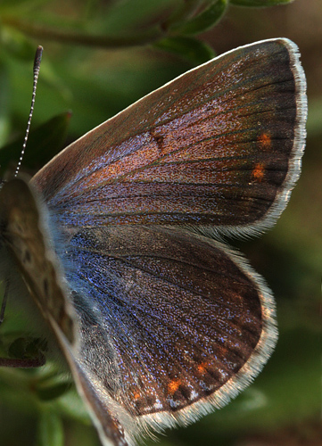 Almindelig Blfugl, Polyommatus icarus.. Skarpa Alby, Alvaret, land, Sverige d. 24 Juli 2009. Fotograf: Lars Andersen