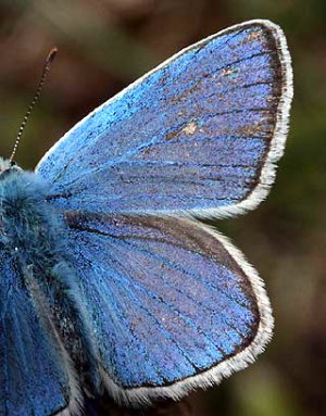 Hvidrandet blfugl, Polyommatus dorylas. Skarpa Alby, Alvaret, land, Sverige d. 24 Juli 2009. Fotograf: Lars Andersen