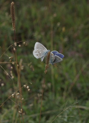 Hvidrandet blåfugl, Polyommatus dorylas og Almindelig blåfugl, Polyommatus icarus hanner. Skarpa Alby, Alvaret, Öland, Sverige d. 24 Juli 2009. Fotograf: Lars Andersen