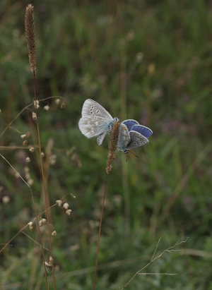 Hvidrandet blfugl, Polyommatus dorylas og Almindelig blfugl, Polyommatus icarus hanner. Skarpa Alby, Alvaret, land, Sverige d. 24 Juli 2009. Fotograf: Lars Andersen