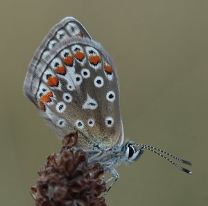 Almindelig blåfugl, Polyommatus icarus hun. Skarpa Alby, Alvaret, Öland, Sverige d. 25 Juli 2009. Fotograf: Lars Andersen