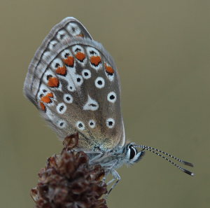 Almindelig blfugl, Polyommatus icarus hun. Skarpa Alby, Alvaret, land, Sverige d. 25 Juli 2009. Fotograf: Lars Andersen