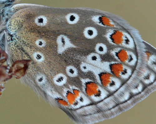 Almindelig Blåfugl, Polyommatus icarus hun. Skarpa Alby, Alvaret, Öland, Sverige d. 25 Juli 2009. Fotograf: Lars Andersen