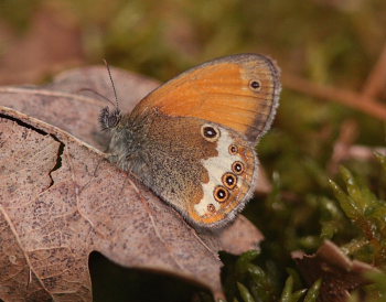 Perlemorrandje, Coenonympha arcania. Svalemla, Blekinge, Sverige d. 6 Juli 2009. Fotograf: Lars Andersen