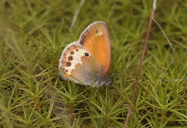 Perlemorrandje, Coenonympha arcania. Svalemla, Blekinge, Sverige d. 6 Juli 2009. Fotograf: Peter Borup