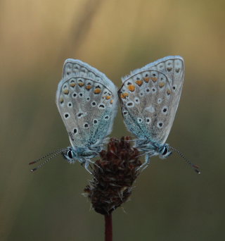 Almindelig blfugl, Polyommatus icarus.. Skarpa Alby, Alvaret, land, Sverige d. 25 Juli 2009. Fotograf: Lars Andersen