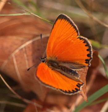 Dukatsommerfugl, Lycaena virgaureae han. Svalemla, Blekinge, Sverige d. 6 Juli 2009. Fotograf: Lars Andersen