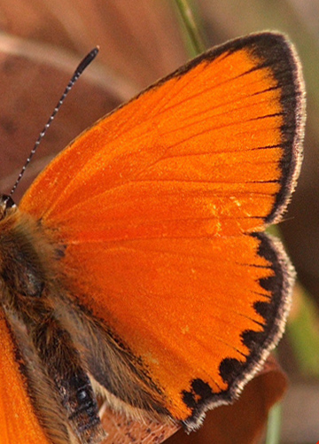 Dukatsommerfugl, Lycaena virgaureae han. Svalemla, Blekinge, Sverige d. 6 Juli 2009. Fotograf: Lars Andersen