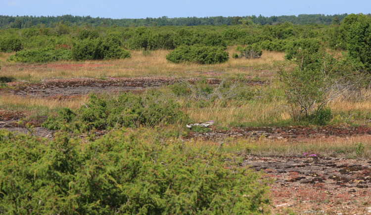 Skarpa Alby, Alvaret, Öland, Sverige d. 24 Juli 2009. Fotograf: Lars Andersen