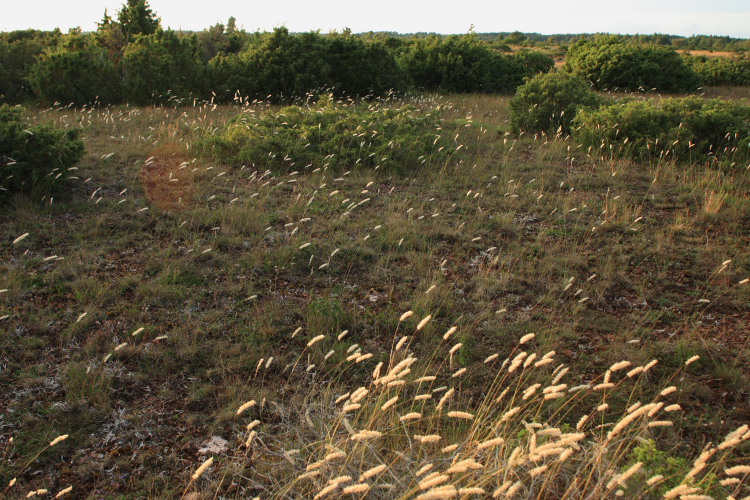 lokalitet for P. icarus, P. dorylas, P. arion, A. artaxerxes og P. idas. Skarpa Alby, Alvaret, Öland, Sverige d. 24 Juli 2009. Fotograf: Lars Andersen